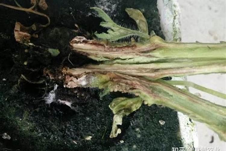 揭秘大丽花青枯病：症状识别与有效对策