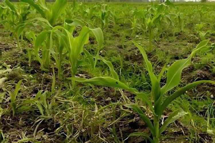 夏季播种水果玉米：掌握技术要点，收获甜蜜果实