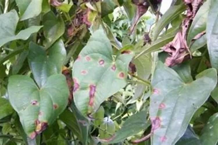山药病虫害防治宝典：症状识别与治理策略