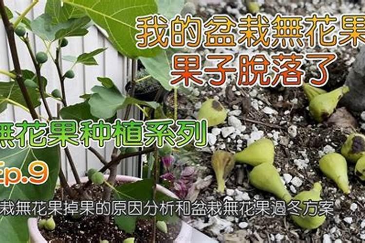 盆栽无花果掉果是什么原因？