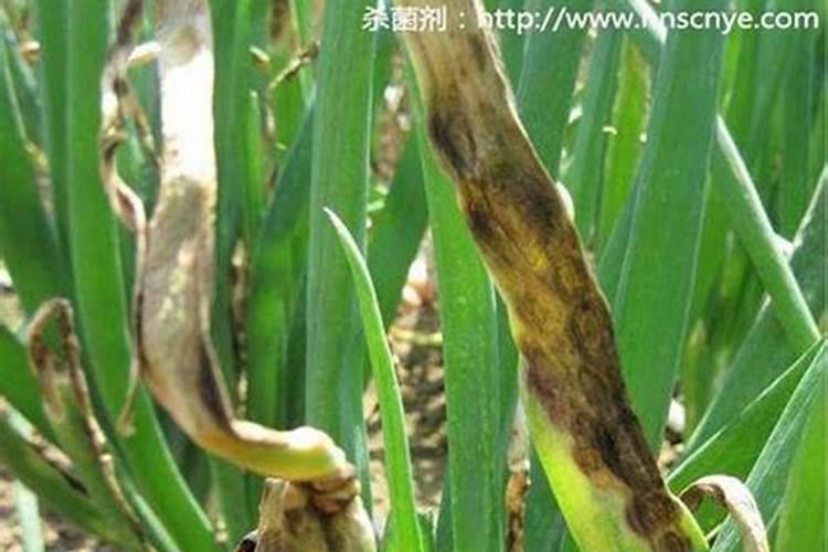 洋葱霜霉病发生症状与防治方法？