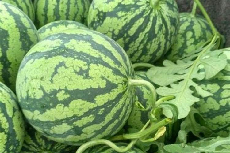 甜瓜因什么原因不能重茬种植呢？