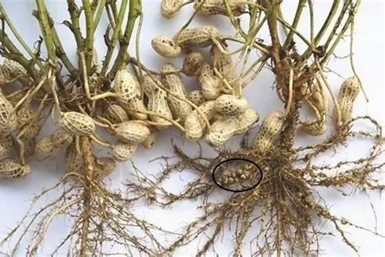 花生开花多结果少是什么原因？