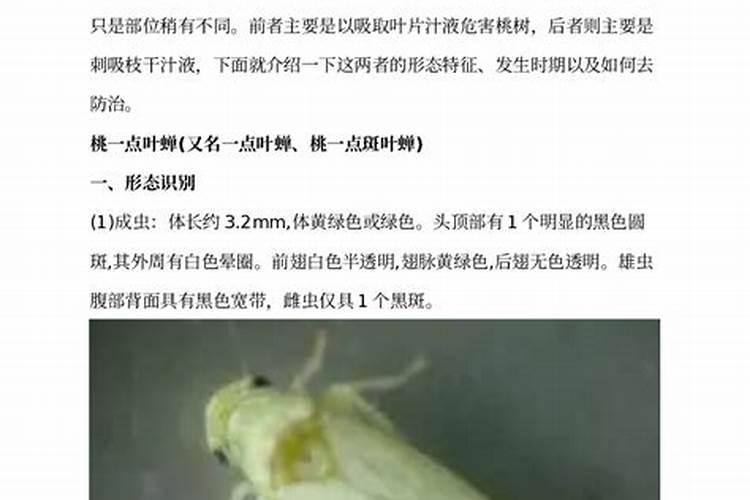 桃园守护者：叶蝉农药防治的科学策略