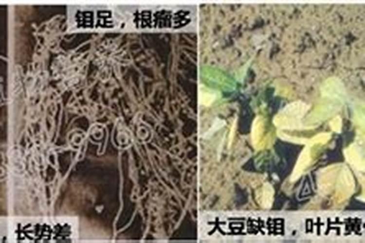 食用豆缺钼有啥表现？