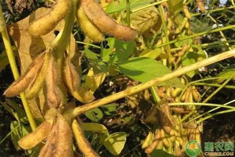 大豆生长期有哪些常见病虫害？