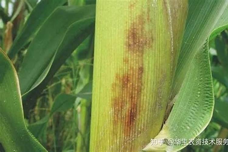 田间隐形杀手：玉米褐斑病的症状全解析
