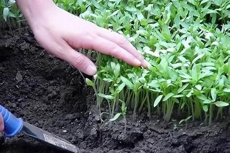 阳台种植乐趣：西红柿种子催芽的科学方法？