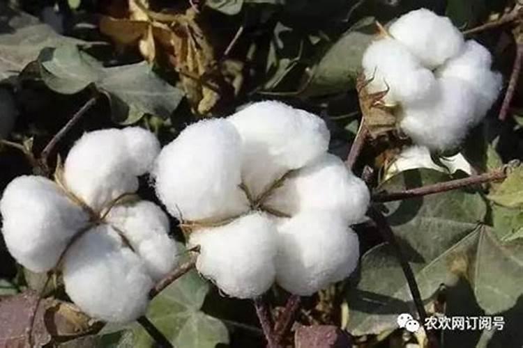 棉花健康守护者：预防早衰的关键肥料