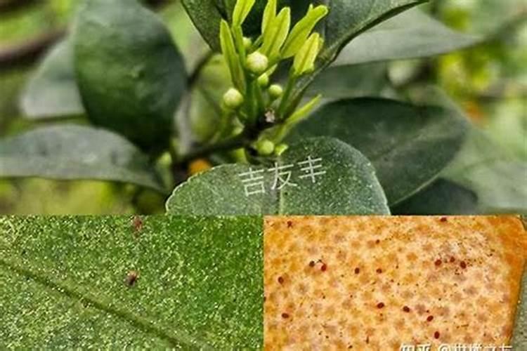 绿色战役：战胜油菜田中的隐形杀手——蚜虫