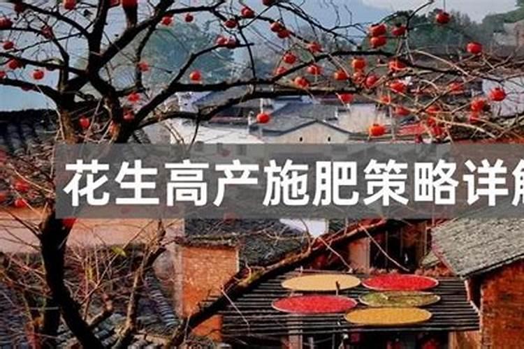 花生高产的秘诀：科学施肥新措施详解
