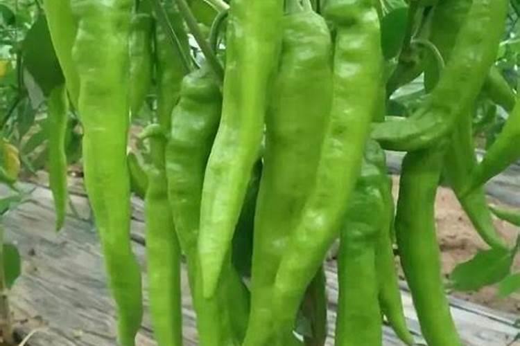 揭秘花椒生长的营养密码：需肥规律与施肥策略