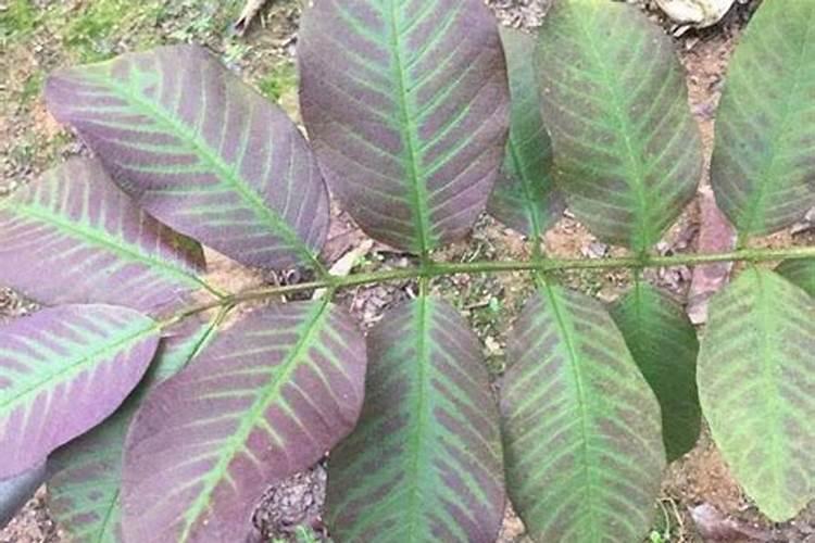 番荔枝褐根立枯病害：原因、影响与综合防治策略