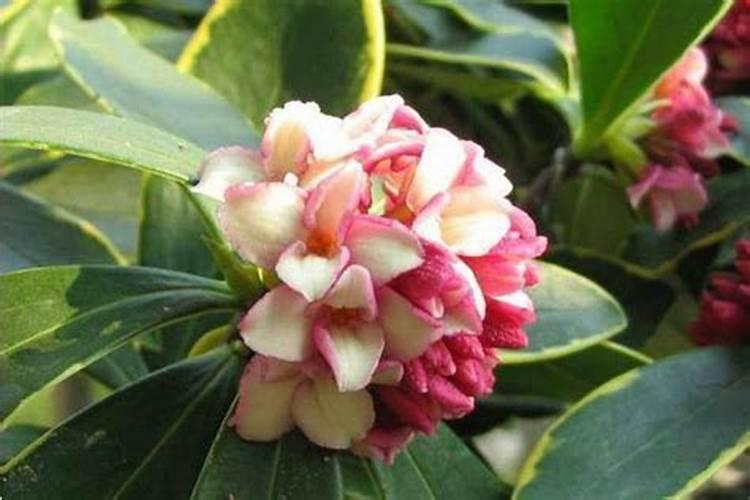 金边瑞香茎腐病预防措施