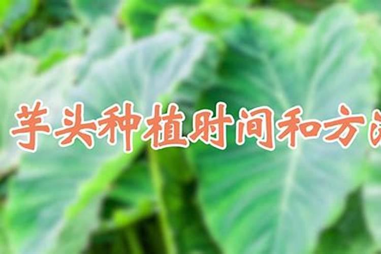 芋头高产秘诀：施肥时间与方法详解？
