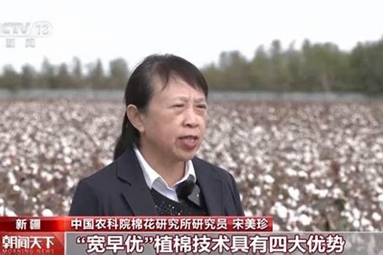 棉花实行什么化调技术？