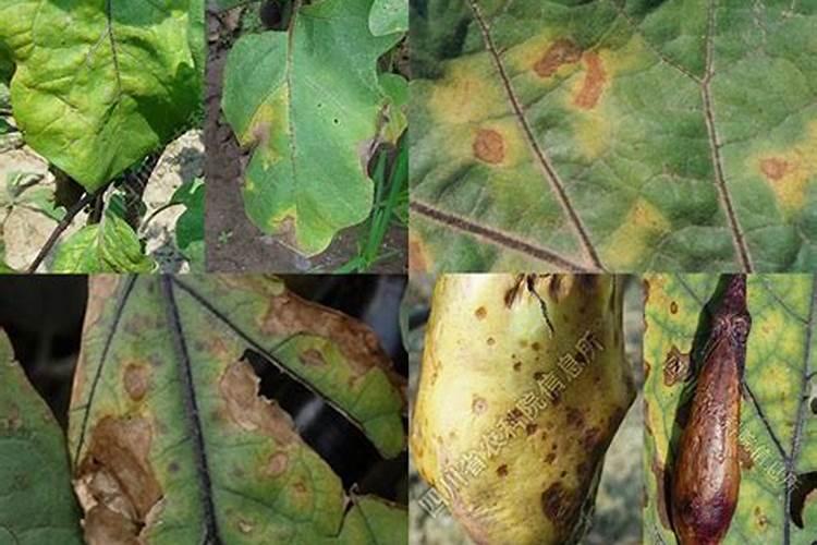战胜茄子叶霉病：有效药物与综合防治策略