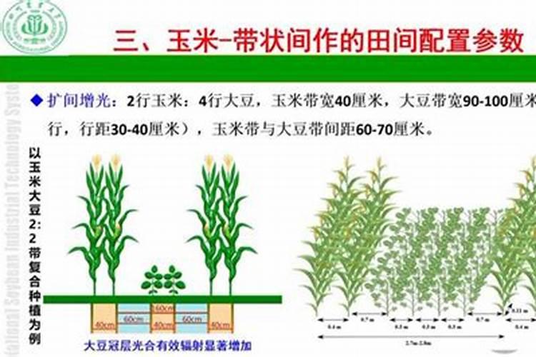 田间智慧：提升大豆产量的关键管理技术