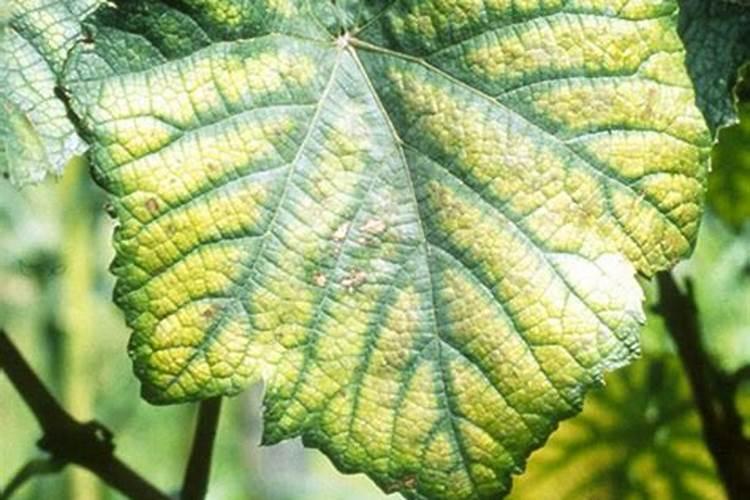 生菜缺镁症状？