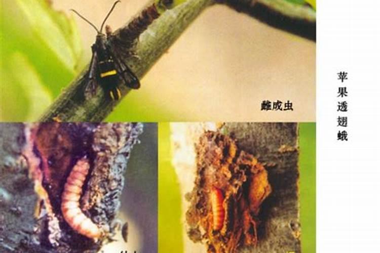 苹果透翅蛾暴发的原因及防治