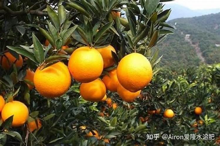 柑橘养护秘籍：科学施肥技巧大揭秘