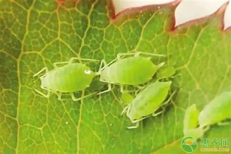 绿色守护：高效防治红薯苗上蚜虫的策略