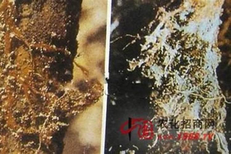 柑橘守护者：紫纹羽病的防治与药剂选择