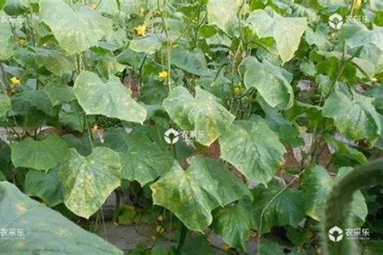 露地黄瓜蔓上腐烂，是什么病？大棚黄瓜何时播种？
