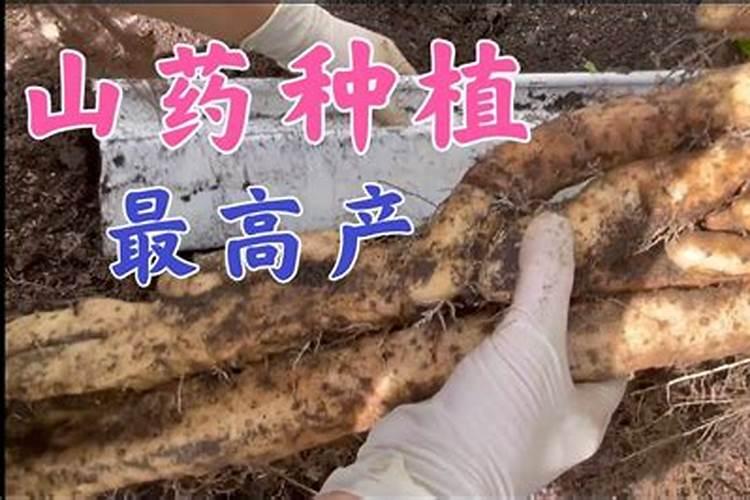 山药高效高产栽培秘籍：土地的黄金密码
