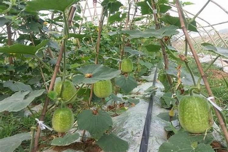 冬栽冬瓜怎样种植？冬栽冬瓜的种植管理技术