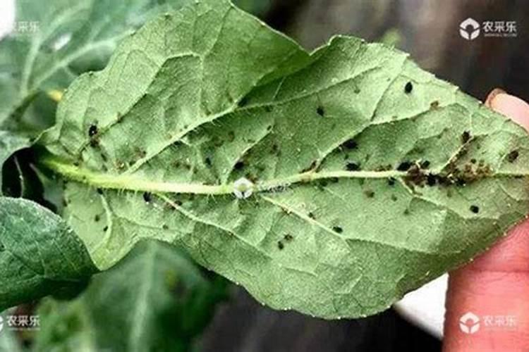 绿色守护者：西瓜蚜虫防治的科学策略与实践