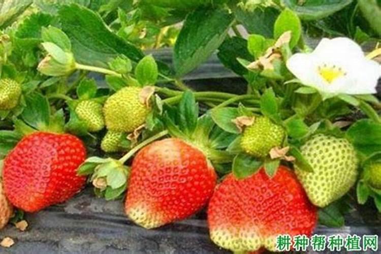 草莓果实颜色不正常的原因是什么？