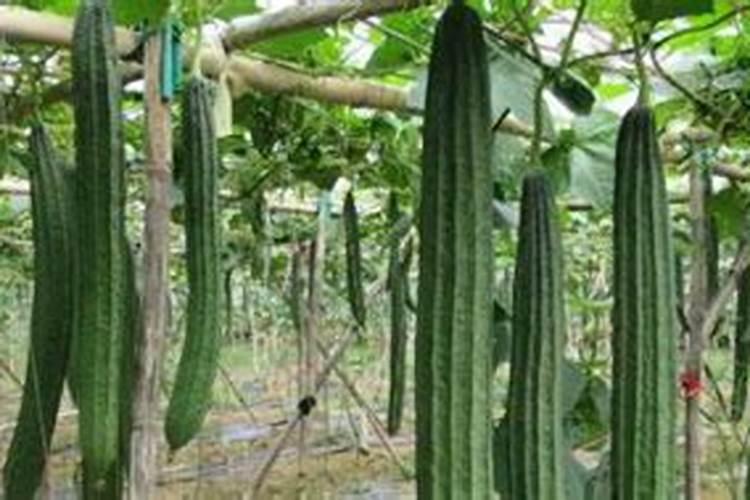 夏季丝瓜种植的六大黄金要点