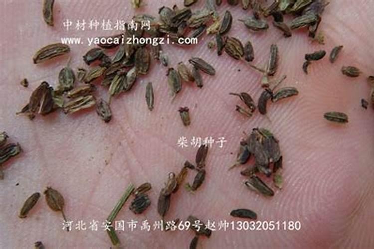 柴胡种植技术解析