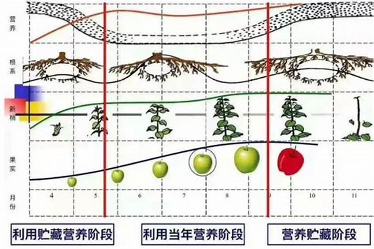 树施水溶肥有没有效果呢怎么回事？