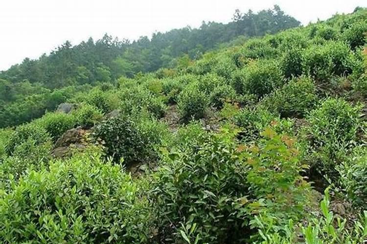 茶树施用有机<a href=