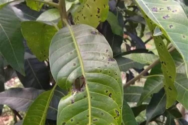 战胜芒果角斑病：有效药剂与防治策略