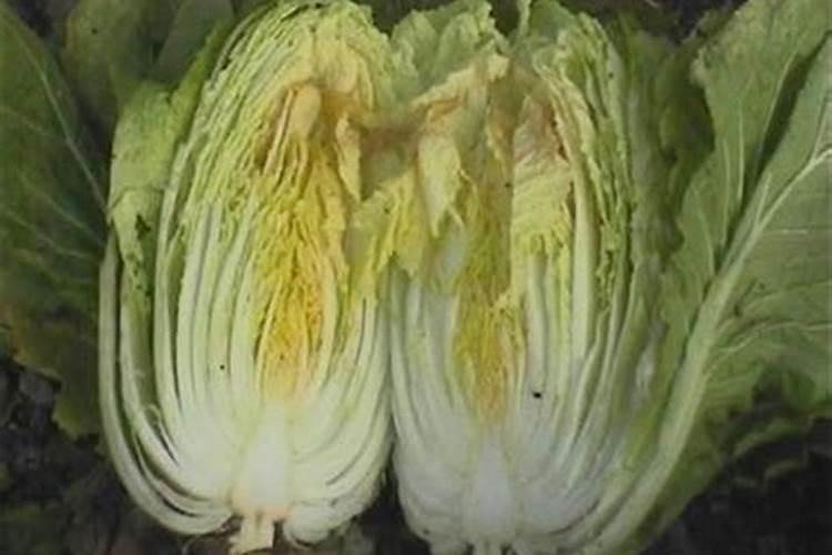 蔬菜缺钙如何补充？