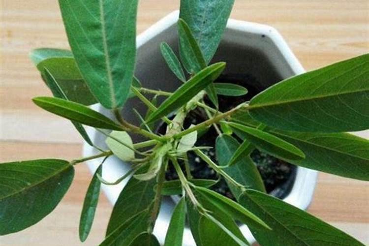 舞动生命：掌握跳舞草栽培的关键步骤