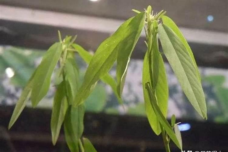 跳舞草种植教程跳舞草种植方法介绍