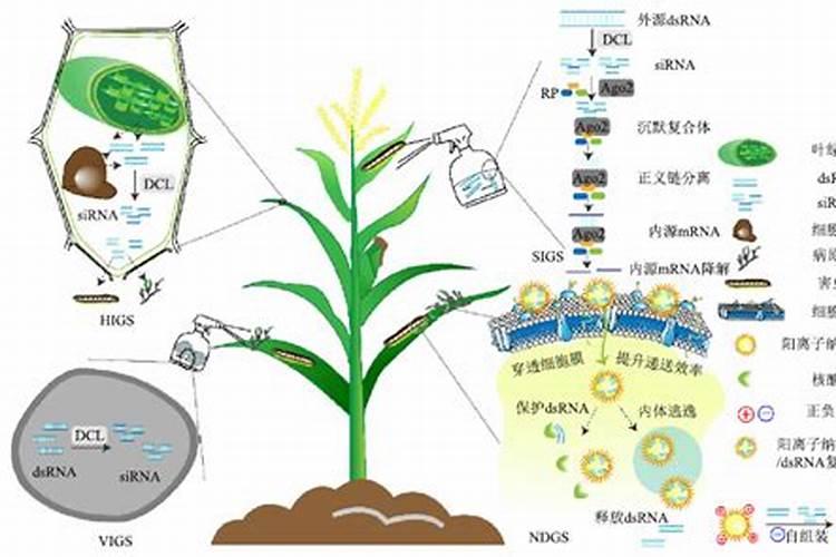 守护天麻健康：科学防控霉菌感染的农药技术