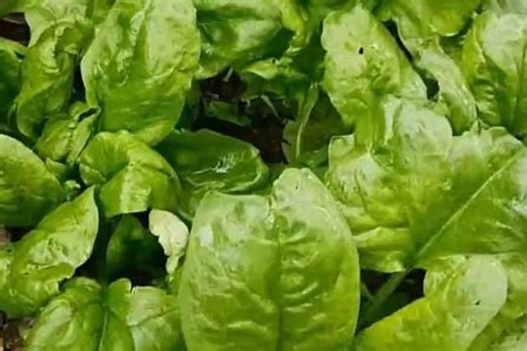 绿野仙踪：揭秘菠菜斑点病的防治秘籍