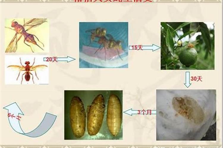 防治柑橘大实蝇常用的方法？