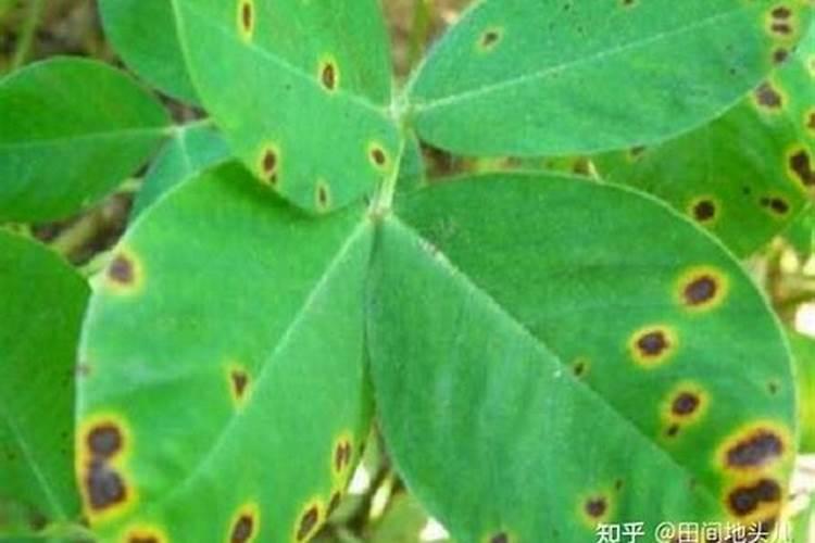 防治沙地重茬花生病虫害