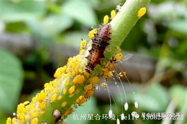 揭秘月季花的天敌：蝼蛄的防治策略