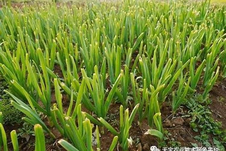 农田守护者：大蒜除草剂的混配指南与使用须知