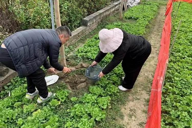 绿色蔬菜土肥管理技术：确保健康生长的关键