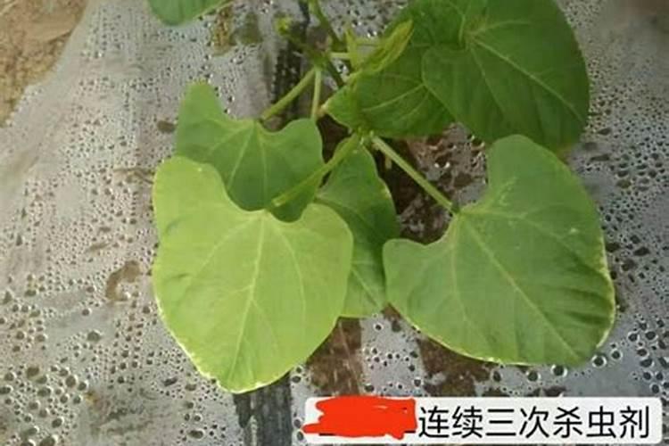 四聚乙醛打在豆角上对花有害吗