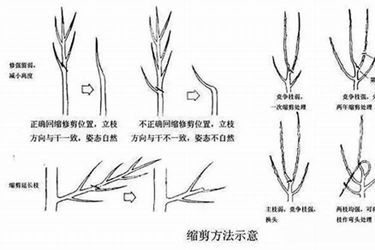 修枝枝条中间成黑色空洞，是什么原因啊？