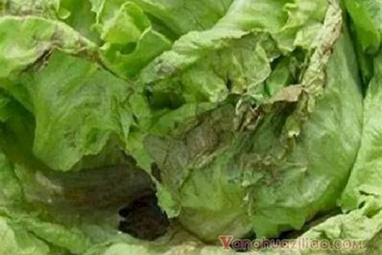 生菜的叶子发黄什么原因？